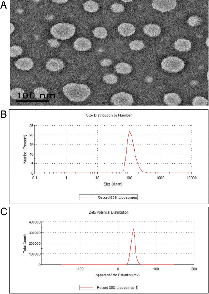 Двухмодальный МРТ/флуоресцентный нанозонд cRGD-Gd-Cy5.5 для таргетированной визуализации интегрину αvβ3-позитивных опухолей